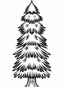 223x302 How To Draw How To Draw A Spruce Tree - Spruce Sketch
