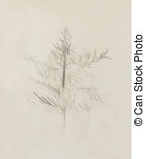 162x178 Pencil Drawing On Old Paper Spruce Sketch Illustrations And Stock - Spruce Sketch
