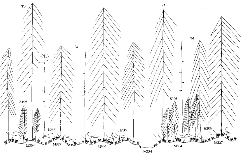 850x543 Sketch Of The Spatial Pattern Of The Different Synusiae In The Bog - Spruce Sketch