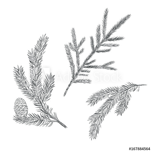 500x500 Spruce Branch Set. Collection Of Fir Tree Vector Illustration - Spruce Sketch