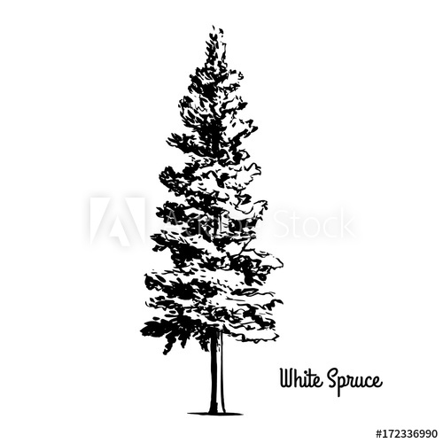 500x500 Vector Sketch Illustration. Black Silhouette Of White Or Black - Spruce Sketch
