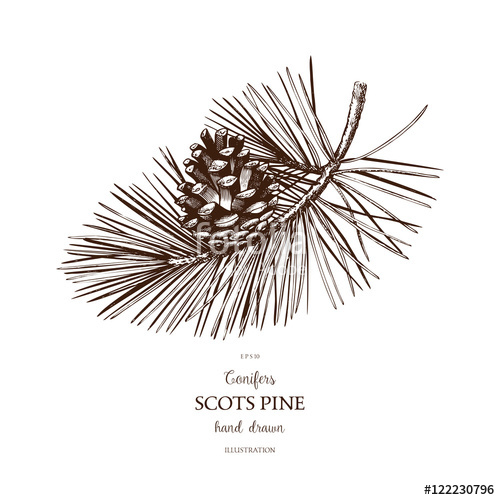 500x500 Vintage Scotc Pine Illustration. Hand Drawn Pinus Sketch On White - Spruce Sketch
