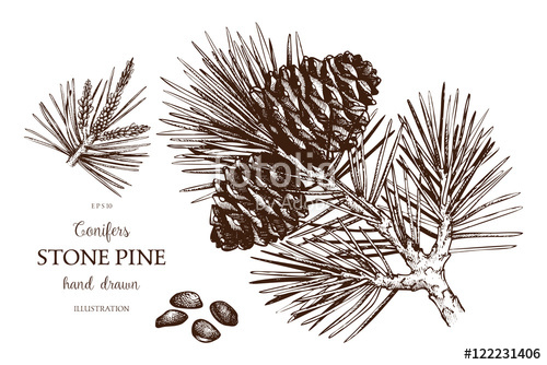 500x334 Vintage Stone Pine Illustration. Hand Drawn Cedar Sketch On White - Spruce Sketch