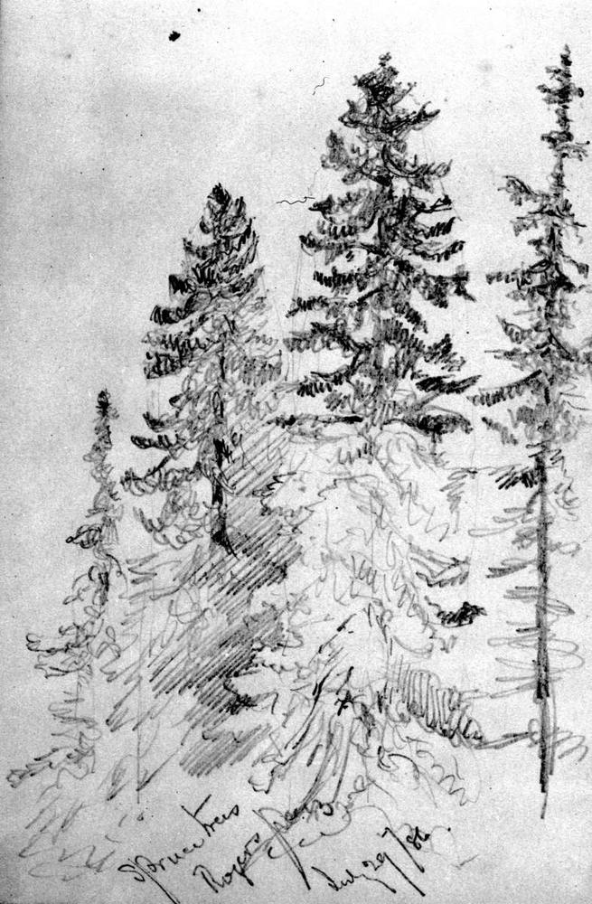 655x1000 Bc Archives - Spruce Sketch