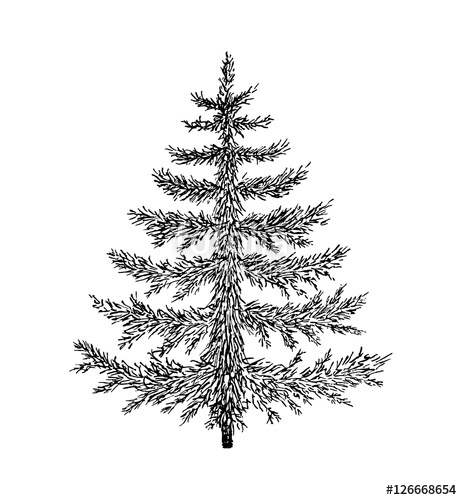 462x500 Hand Drawn Evergreen Tree Without Decorations. Sketch Spruce, Fir - Spruce Tree Sketch