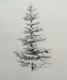 236x282 Pin By Penny Dodge On ~wood Burning Drawings, Art - Spruce Tree Sketch