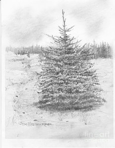 232x300 Spruce Tree Drawings Fine Art America - Spruce Tree Sketch