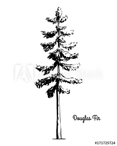 400x500 Vector Sketch Illustration. Black Silhouette Of Douglas Fir - Spruce Tree Sketch