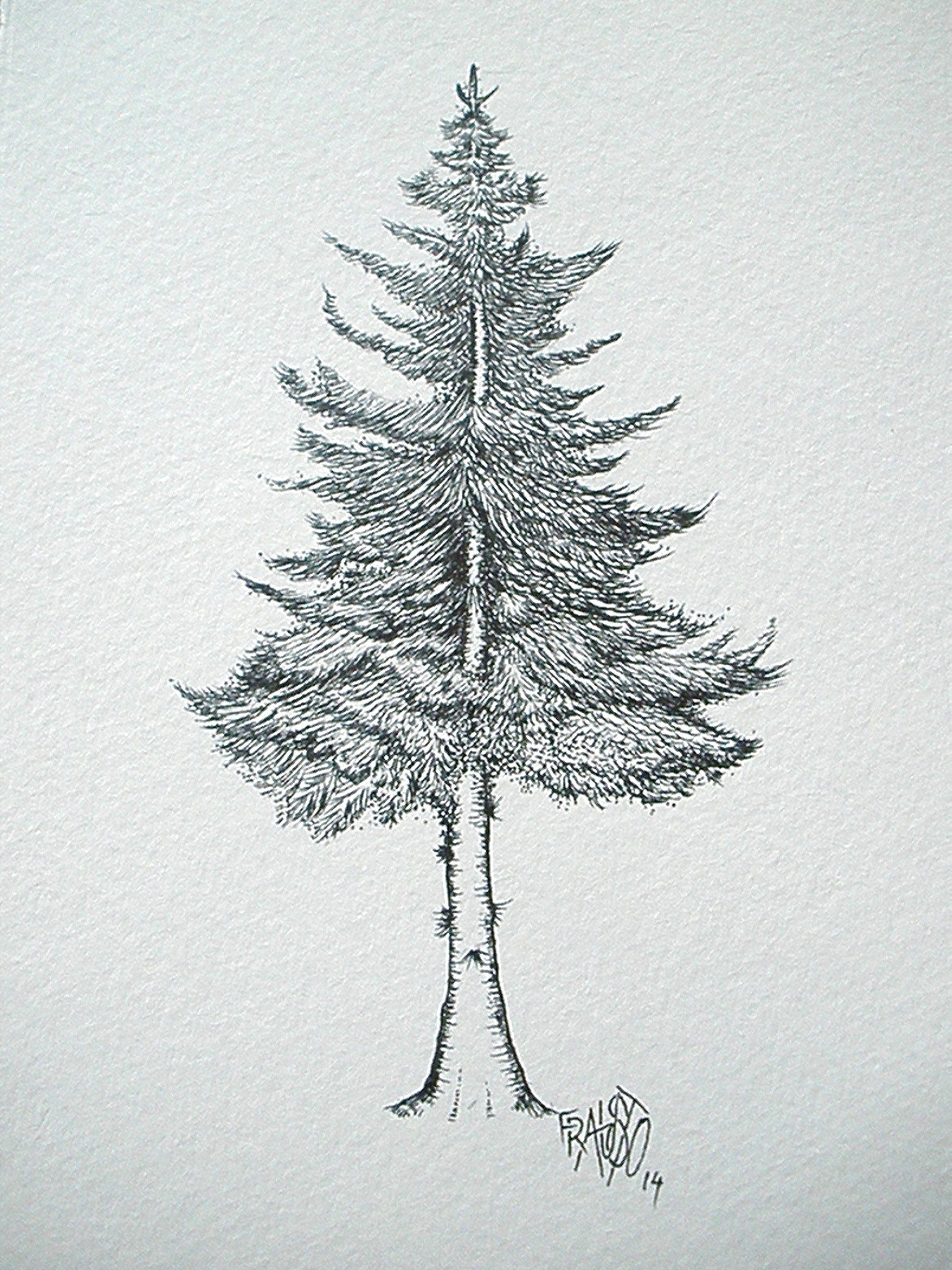 Spruce Tree Sketch at Explore collection of Spruce
