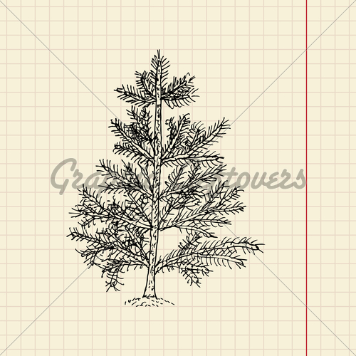 500x500 Christmas Tree Sketch (Spruce Tree) Gl Stock Images - Spruce Tree Sketch