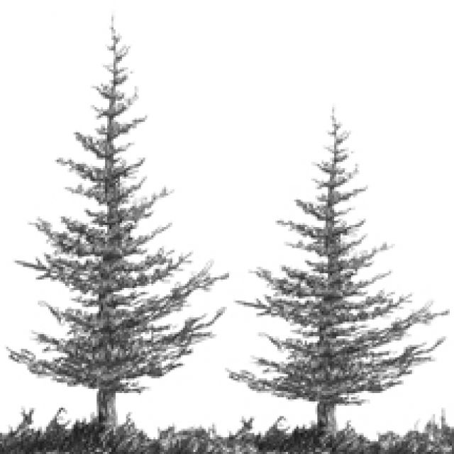 640x640 - Spruce Tree Sketch