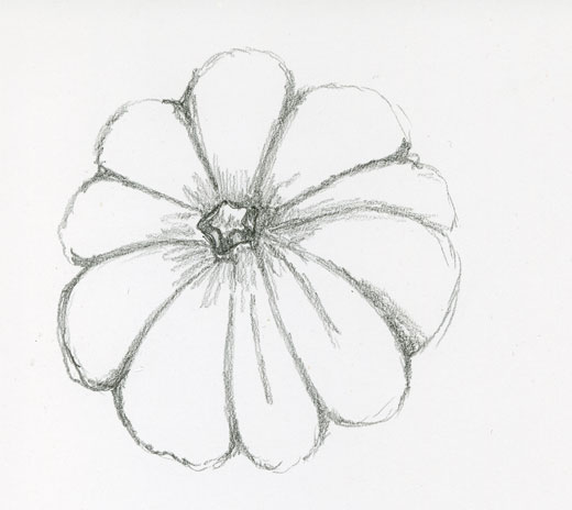 520x464 Collection Of Acorn Squash Drawing High Quality, Free - Squash Sketch
