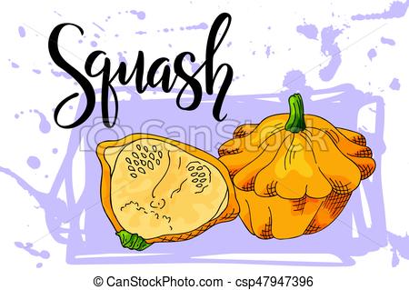 450x319 Colorful Sketch Vegetable. Healthy Food Poster. Farmers Market - Squash Sketch