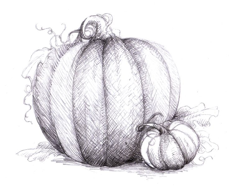 736x611 Drawn Pumpkin Squash - Squash Sketch
