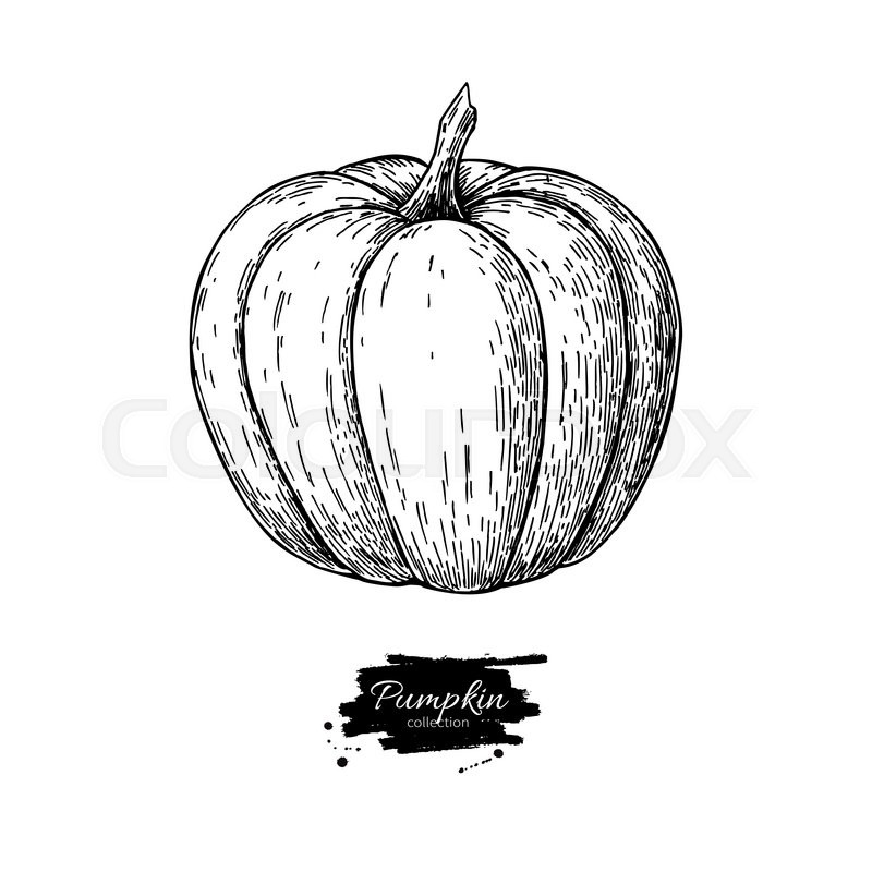 800x800 Pumpkin Vector Drawing. Isolated Hand Drawn Object. Vegetable - Squash Sketch