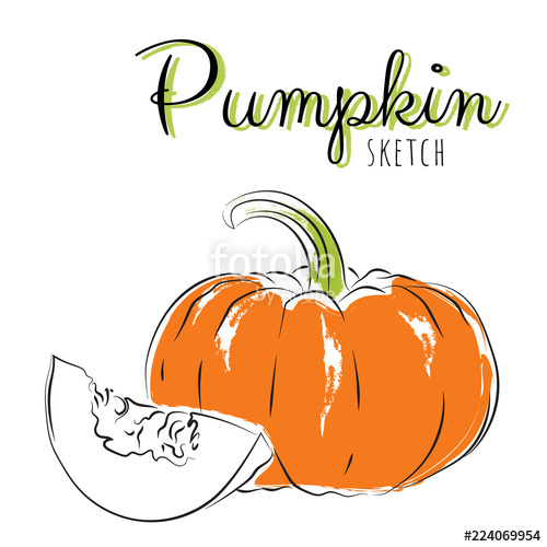 500x500 Sketch Pumpkins. Vector Paint Hand Drawn Composition With Squash - Squash Sketch