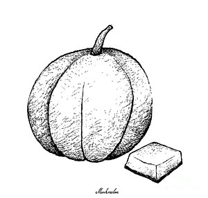 300x286 Squash Drawings Fine Art America - Squash Sketch