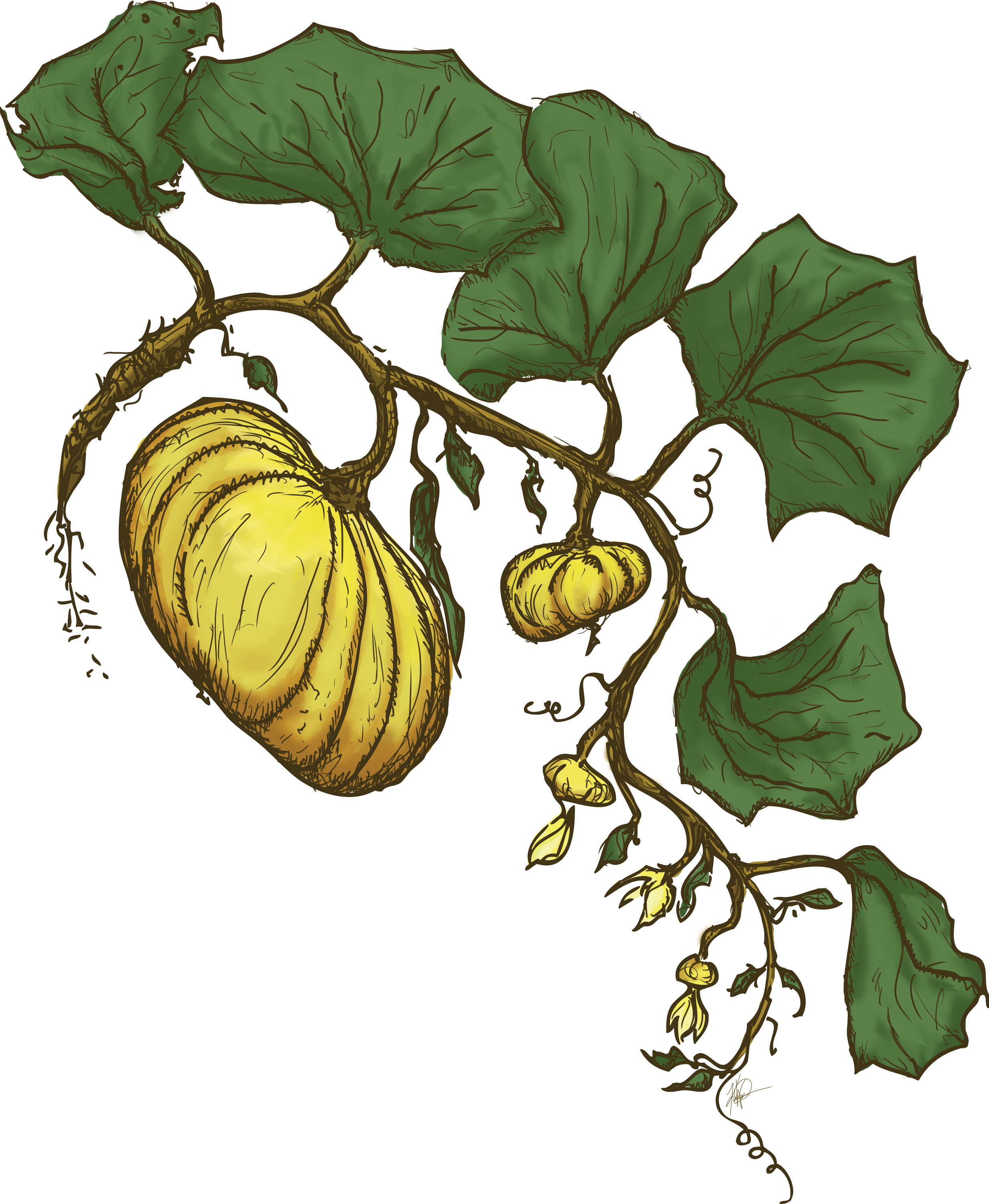 2465x3000 Squash Sketch Grafik.ink - Squash Sketch