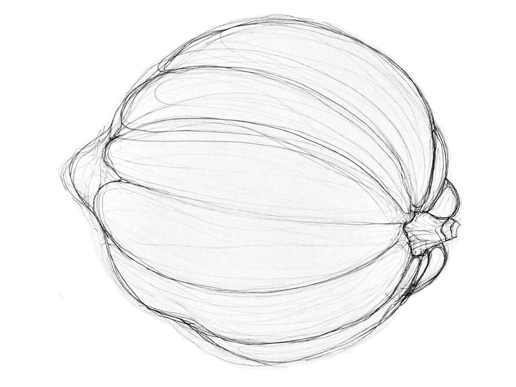 750x563 Collection Of Winter Squash Drawing High Quality, Free - Squash Sketch