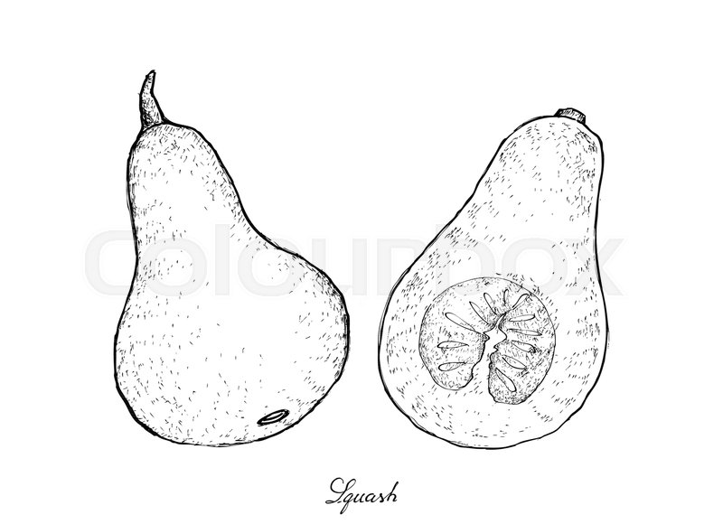 800x580 Vegetable, Illustration Of Hand Drawn Sketch Delicious Fresh - Squash Sketch