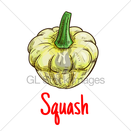 500x500 White Pattypan Squash Vegetable Isolated Sketch Gl Stock Images - Squash Sketch