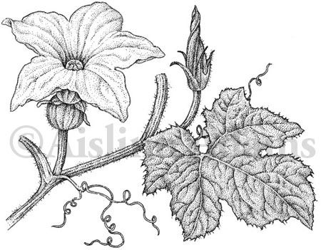 450x351 Aislinn Adams 2008 Squash, Cucurbita Pepo. Beautanicals - Squash Sketch