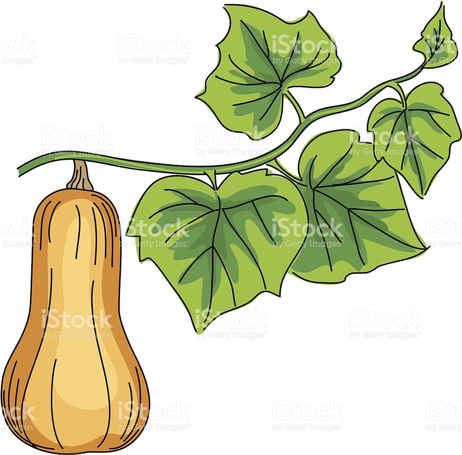 900x886 Butternut Squash Drawing - Squash Sketch