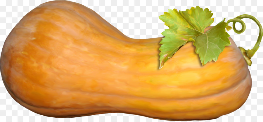 900x420 Butternut Squash Pumpkin Calabaza Vegetable - Squash Sketch