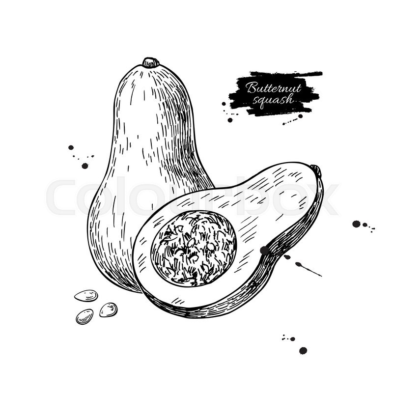 800x800 Butternut Squash Vector Drawing. Isolated Vegetable With Sliced - Squash Sketch