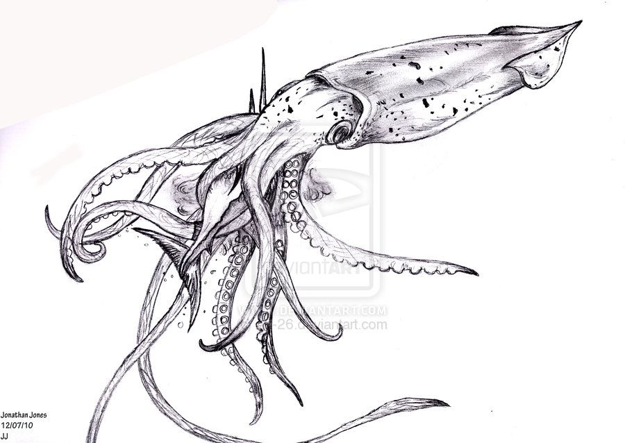 900x638 Squid Eating Marlin Fish Black And White Tattoo Design Tattoo - Squid Sketch