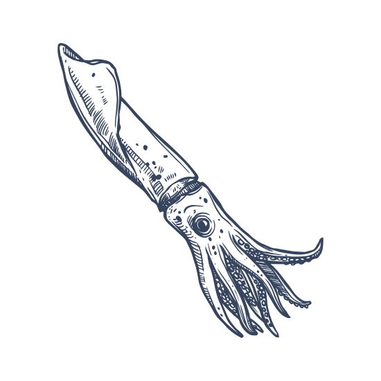550x550 Squid Seafood Isolated Sketch Icon - Squid Sketch