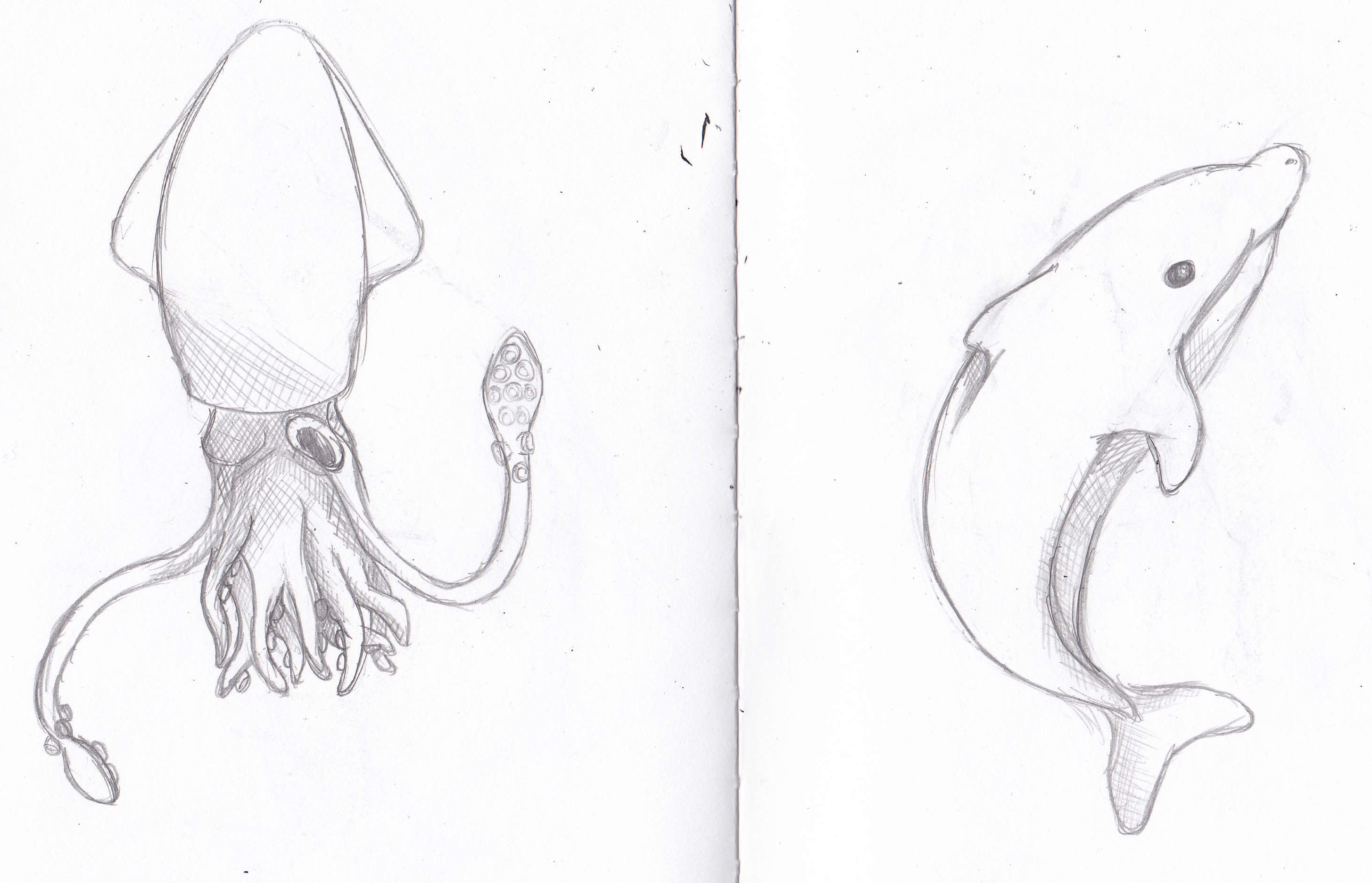 2910x1872 Squid Sketch Nothing Left Behind - Squid Sketch