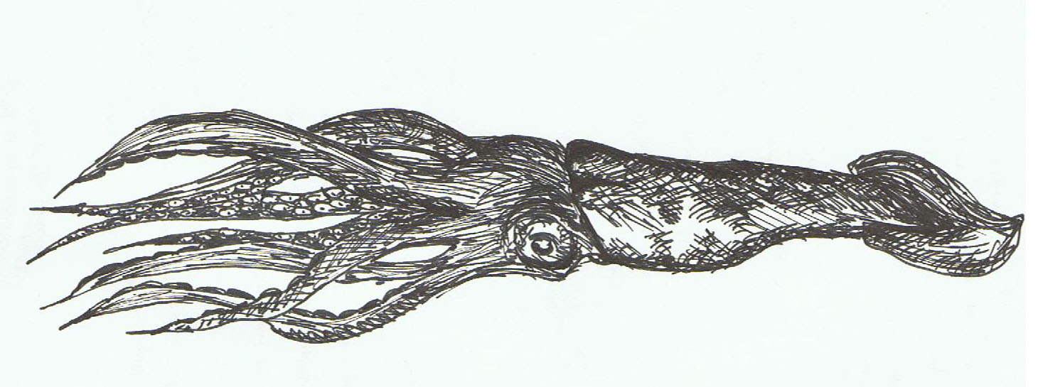 1460x545 Squid Sketch The Blurting Turtle - Squid Sketch