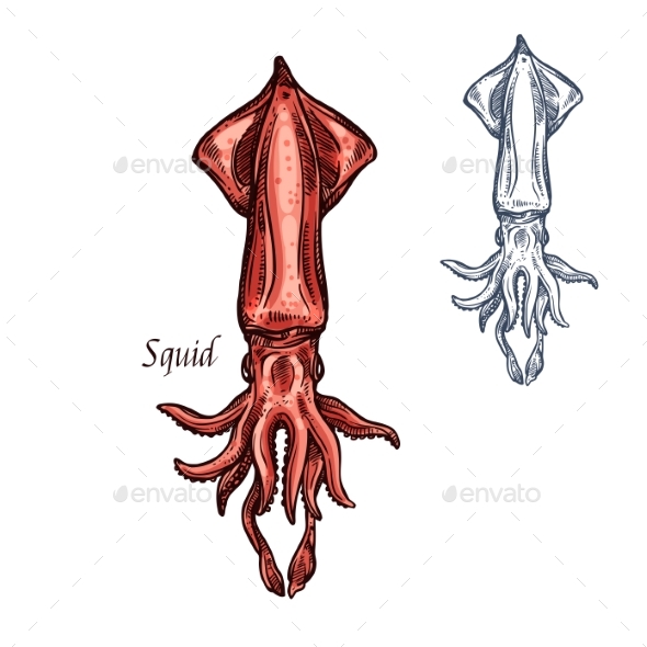 590x590 Squid Sketch Seafood Vector Isolated Icon By Vectortradition - Squid Sketch
