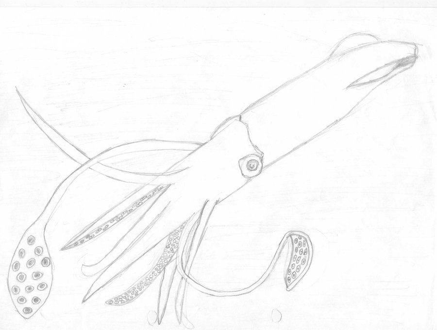 900x680 Squid Sketch By Crypticriddlers - Squid Sketch