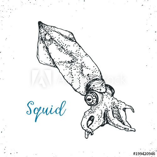 500x500 Squid Sketch Icon Isolated On White Background. Hand Drawn Seafood - Squid Sketch