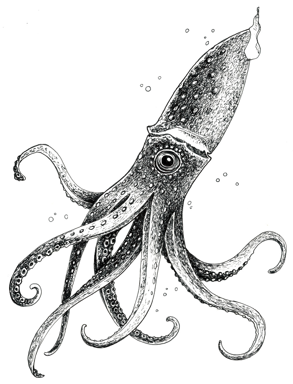 1000x1310 Squid Sketch Just Sketches - Squid Sketch