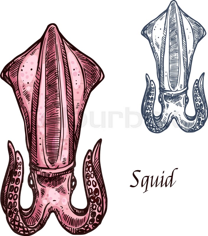 706x800 Squid Sketch. Vector Isolated Icon Of Sea Or Ocean Cuttlefish - Squid Sketch