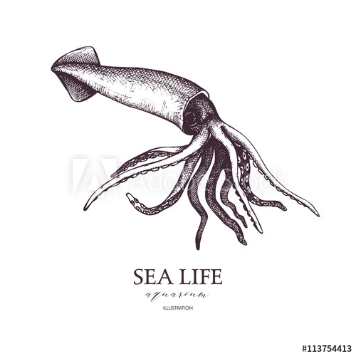 500x500 Vector Sea Life Illustration. Hand Drawn Squid Sketch. Isolated On - Squid Sketch