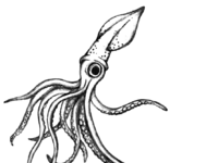 200x150 Dribbble - Squid Sketch