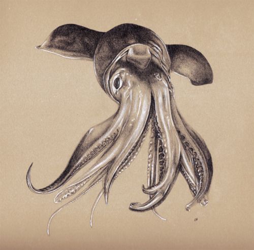 500x493 Finished Squid Sketch - Squid Sketch