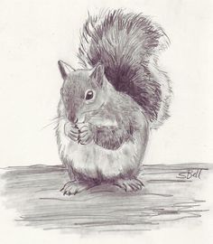 Squirrel Pencil Sketch