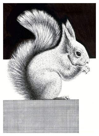 320x438 Drawn Rodent Pencil Drawing - Squirrel Pencil Sketch