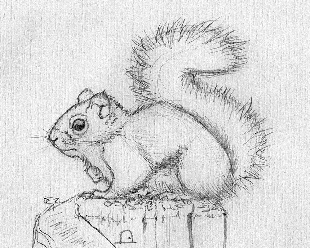 1000x800 February 17, 2018 The Graven Gate - Squirrel Pencil Sketch