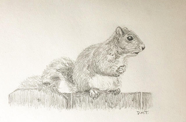 640x421 Nervous Squirrel - Squirrel Pencil Sketch