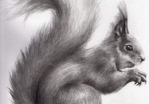 300x210 Pencil Sketch Of Squirrel Pencil Drawing Squirrel On A Pine Branch - Squirrel Pencil Sketch