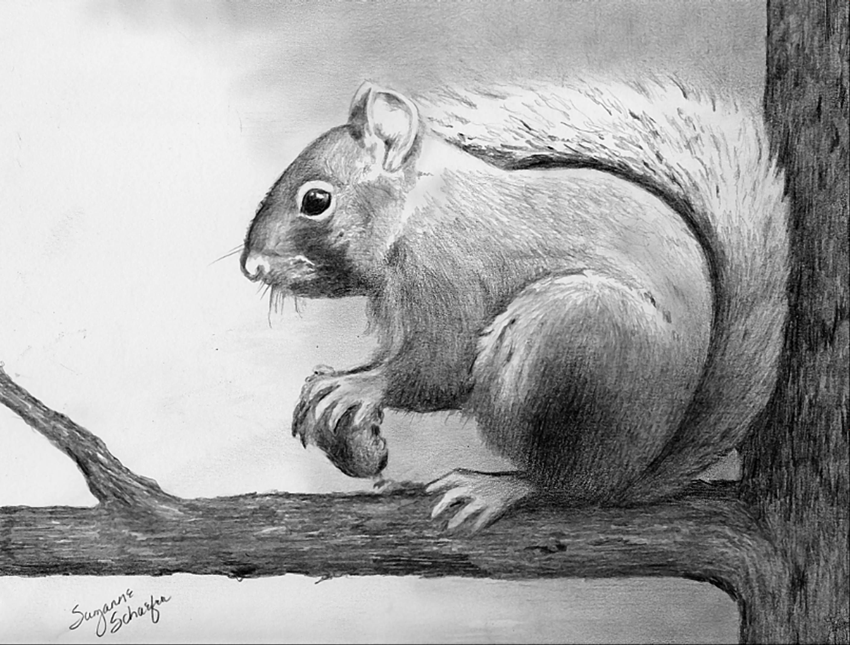Squirrel Pencil Sketch at Explore collection of