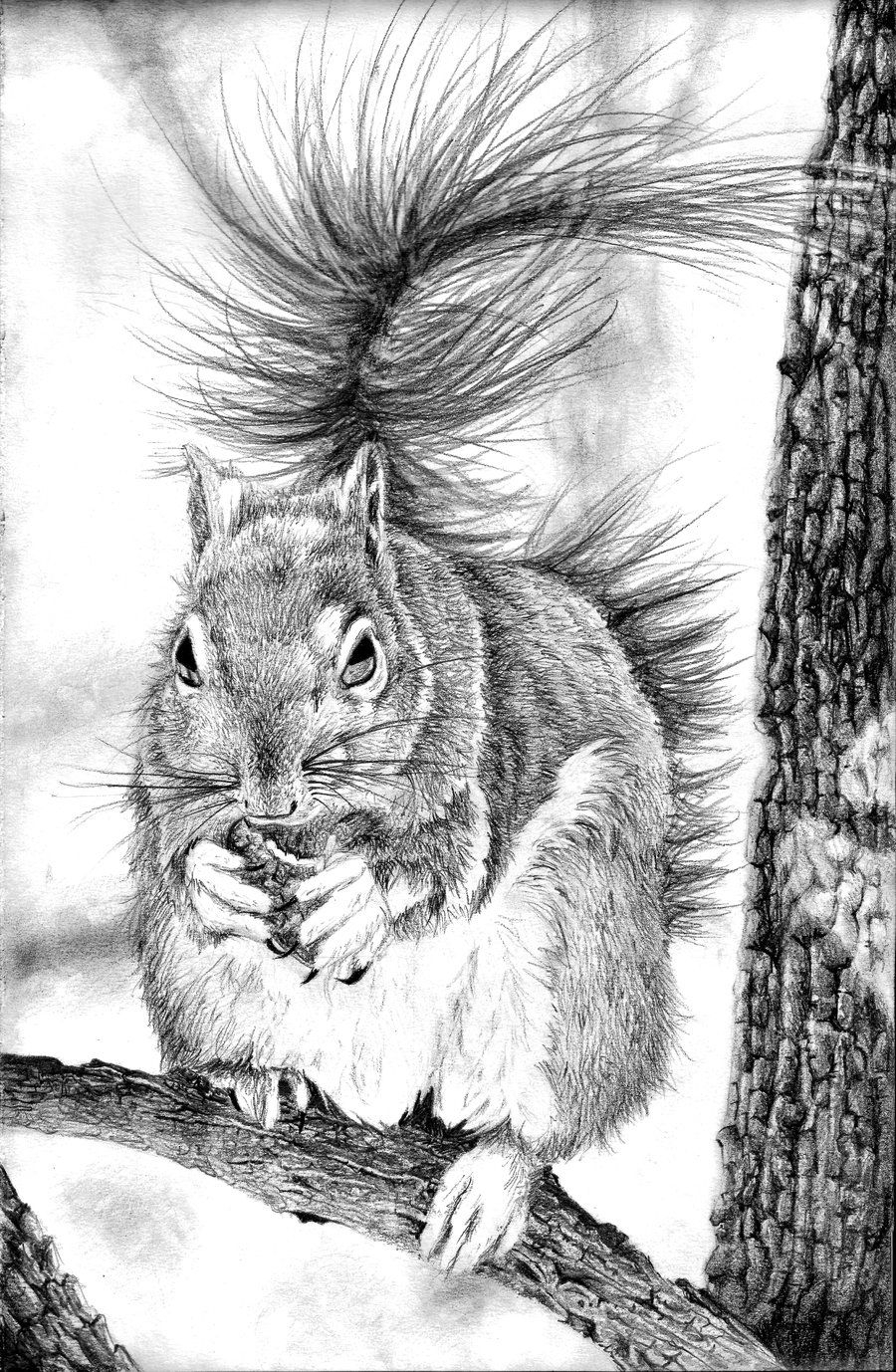 900x1378 Pencil Sketch Of Squirrel Squirrel Pencil Drawingbannanapower - Squirrel Pencil Sketch