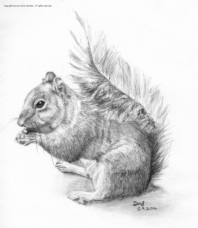 Squirrel Pencil Sketch at PaintingValley.com | Explore collection of ...