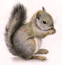 218x231 Squirrel Pencil Sketch Animal Pictures Www - Squirrel Pencil Sketch
